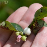 Snowberry